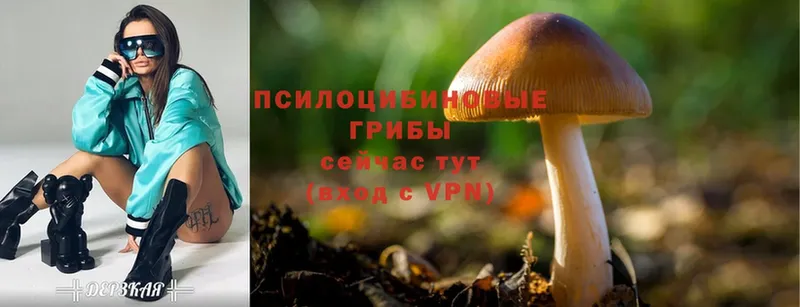 Галлюциногенные грибы Psilocybine cubensis  omg   Инсар 